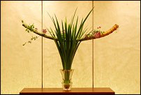 www.floristic.ru - .    - Naoki Sasaki