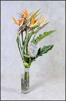 www.floristic.ru - . (Strelitzia)