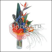 www.floristic.ru - . (Strelitzia)