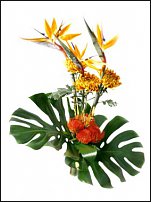 www.floristic.ru - . (Strelitzia)