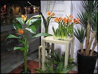 www.floristic.ru - . (Strelitzia)