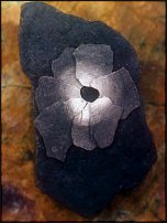 www.floristic.ru - . Andy Goldsworthy