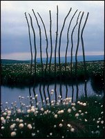 www.floristic.ru - . Andy Goldsworthy