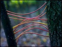 www.floristic.ru - . Andy Goldsworthy