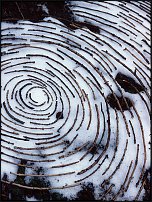 www.floristic.ru - . Andy Goldsworthy