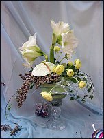 www.floristic.ru - . Hippeástrum - 