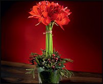 www.floristic.ru - . Hippeástrum - 