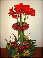 www.floristic.ru - . Hippeástrum - 