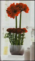 www.floristic.ru - . Hippeástrum - 