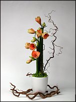 www.floristic.ru - . Hippeástrum - 