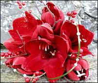 www.floristic.ru - . Hippeástrum - 