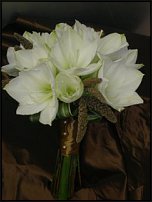 www.floristic.ru - . Hippeástrum - 