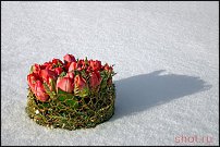 www.floristic.ru - . .