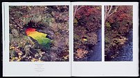 www.floristic.ru - . Andy Goldsworthy