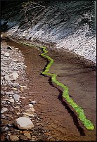 www.floristic.ru - . Andy Goldsworthy