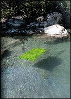 www.floristic.ru - . Andy Goldsworthy