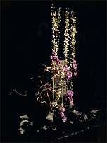 www.floristic.ru - .  .