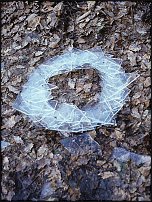 www.floristic.ru - . Andy Goldsworthy