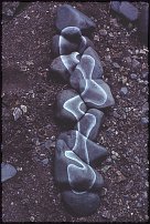 www.floristic.ru - . Andy Goldsworthy