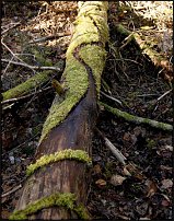 www.floristic.ru - . Andy Goldsworthy