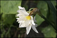 www.floristic.ru - . -Narcissus