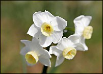 www.floristic.ru - . -Narcissus