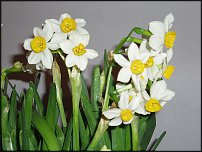 www.floristic.ru - . -Narcissus