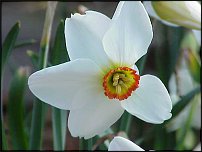 www.floristic.ru - . -Narcissus