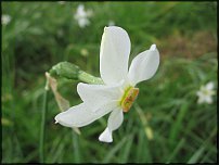 www.floristic.ru - . -Narcissus