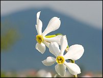 www.floristic.ru - . -Narcissus