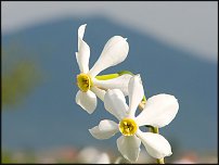 www.floristic.ru - . -Narcissus