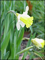 www.floristic.ru - . -Narcissus