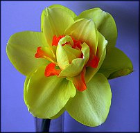 www.floristic.ru - . -Narcissus