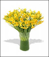 www.floristic.ru - . -Narcissus