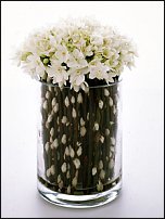 www.floristic.ru - . -Narcissus