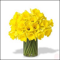 www.floristic.ru - . -Narcissus