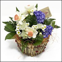 www.floristic.ru - . -Narcissus