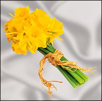 www.floristic.ru - . -Narcissus