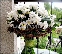 www.floristic.ru - . -Narcissus