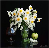 www.floristic.ru - . -Narcissus