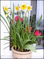 www.floristic.ru - . -Narcissus