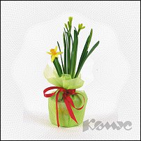 www.floristic.ru - . -Narcissus