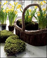 www.floristic.ru - . -Narcissus