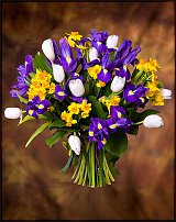 www.floristic.ru - . -Narcissus