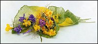 www.floristic.ru - . -Narcissus