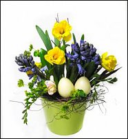 www.floristic.ru - . -Narcissus