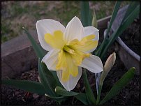 www.floristic.ru - . -Narcissus