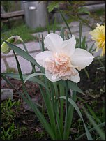 www.floristic.ru - . -Narcissus