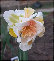 www.floristic.ru - . -Narcissus