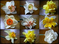 www.floristic.ru - . -Narcissus